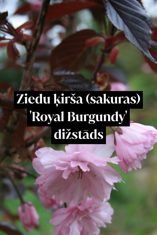 Ziedu ķirša (sakuras) 'Royal Burgundy' dižstāds - daudzstumbru forma